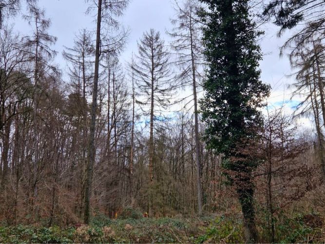 Bereichsausbildung Motorsägen Modul B Teil 2