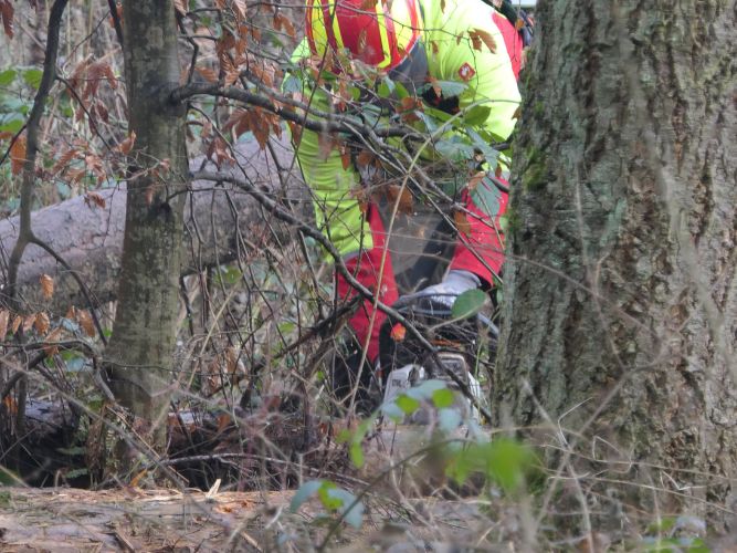 Bereichsausbildung Motorsägen Modul A 