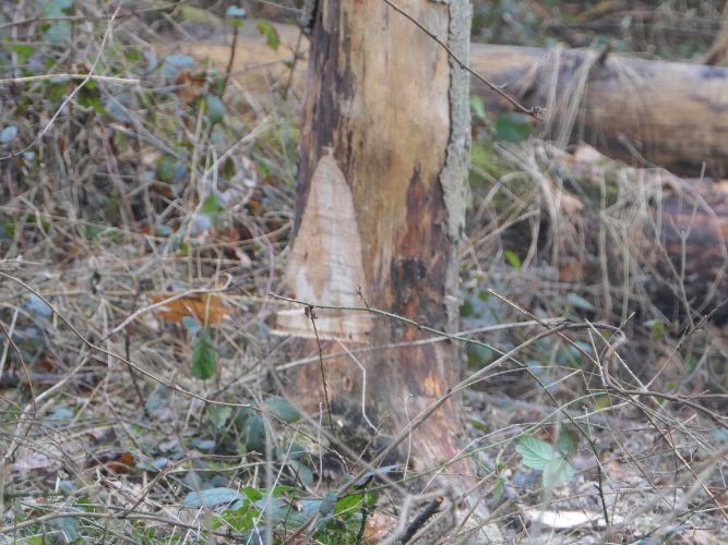 Bereichsausbildung Motorsägen Modul A 