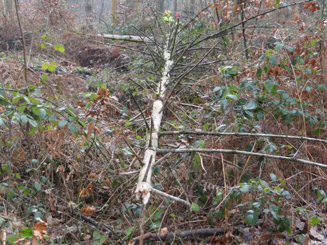 Bereichsausbildung Motorsägen Modul A 